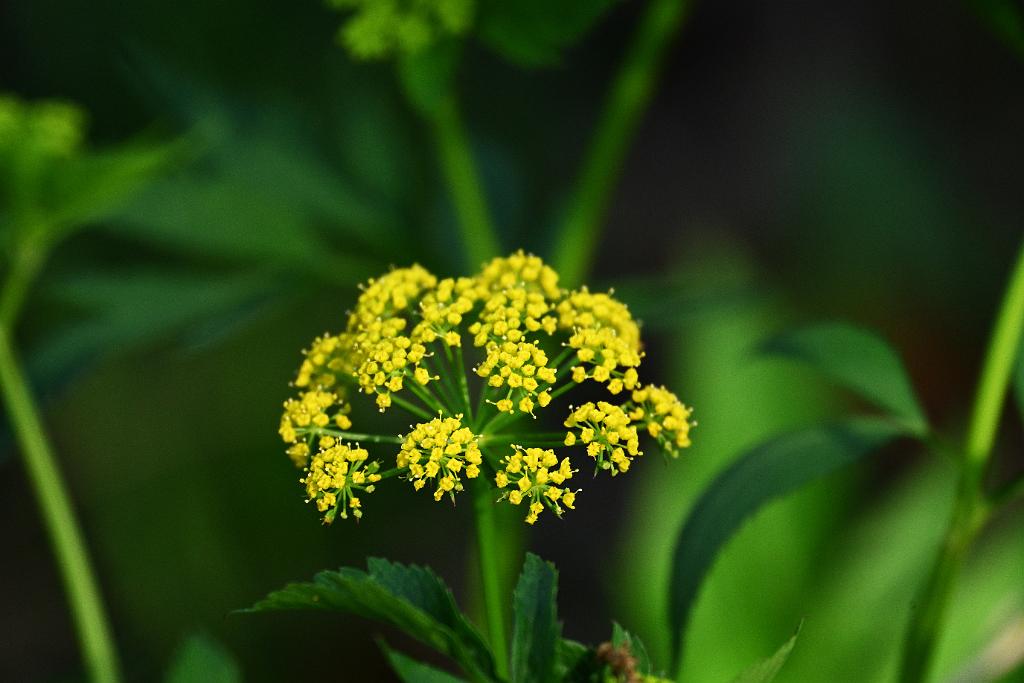 2025-05117933 Mount Auburn Cemetery, MA.JPG - Golden Alexander. Mount Auburn Cemetery, MA, 5-11-2025